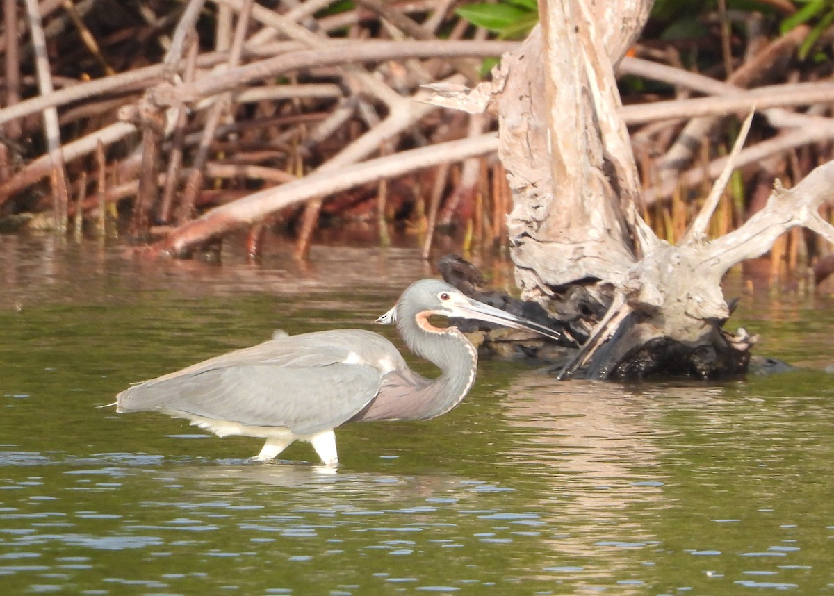 Tricolored Heron - ML620171780