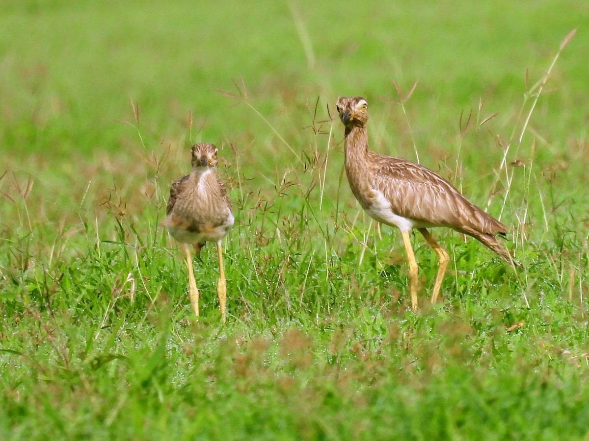 Double-striped Thick-knee - ML620171783