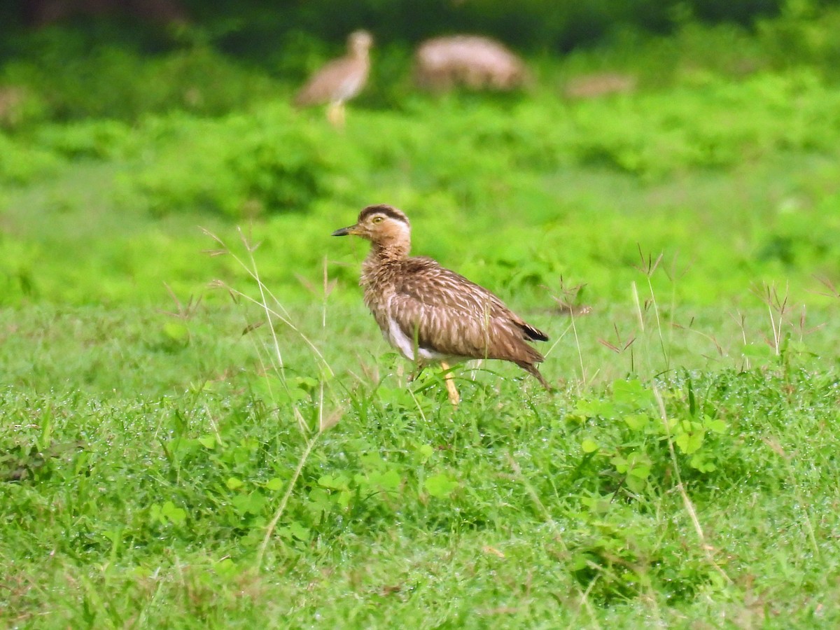 Double-striped Thick-knee - ML620171784