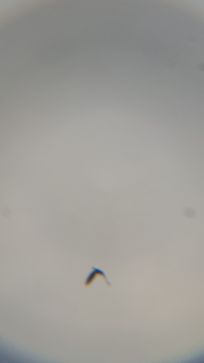 Красногрудый зимородок - ML620171795