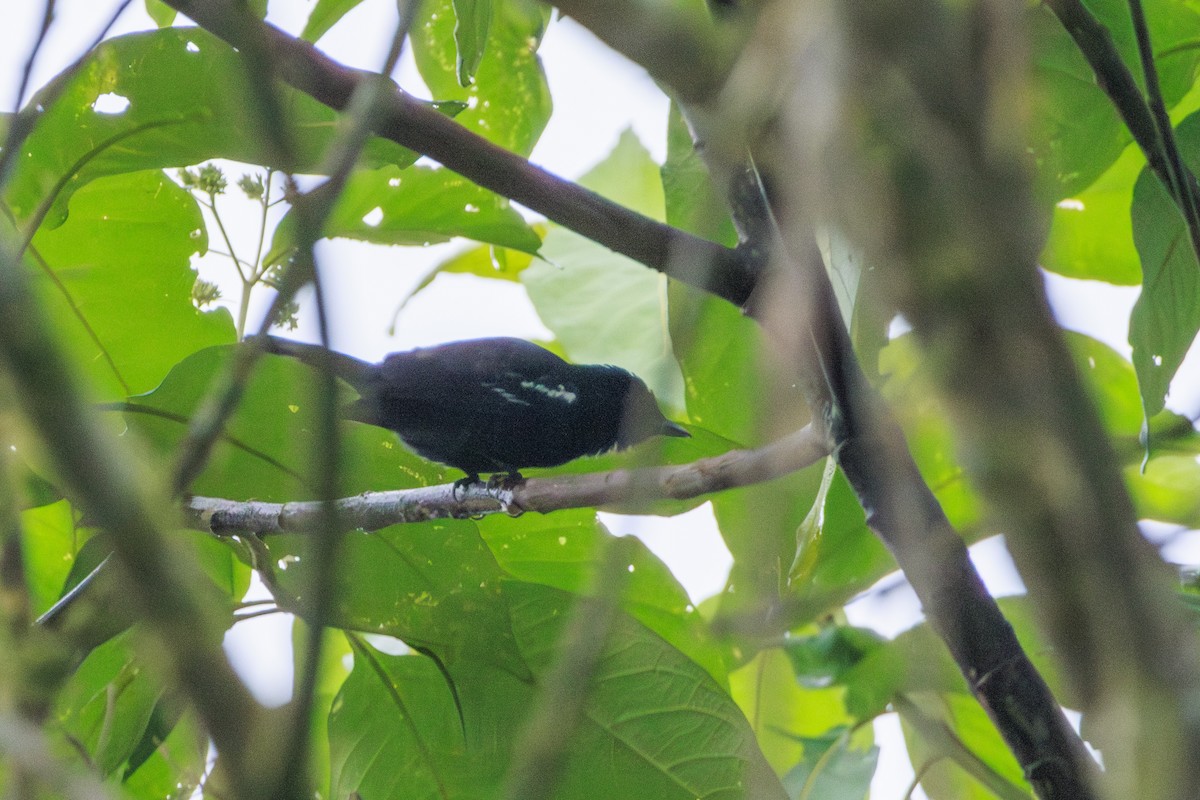 White-winged Becard - ML620171796