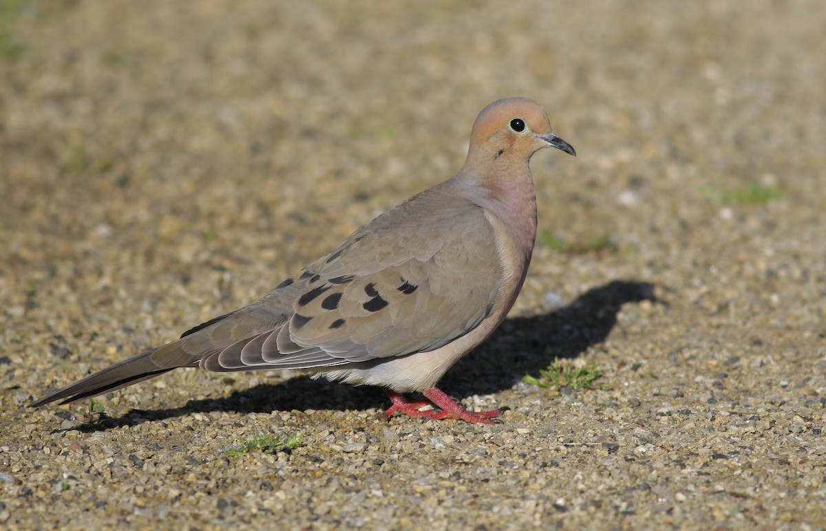 Mourning Dove - ML620171806