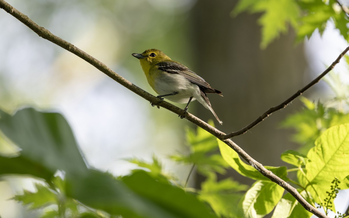 Yellow-throated Vireo - ML620171810