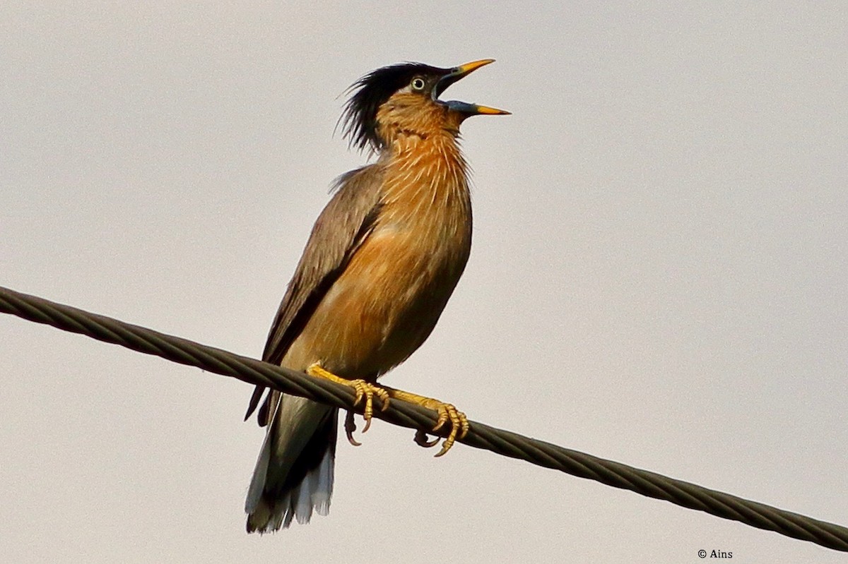 Brahminy Starling - ML620171818