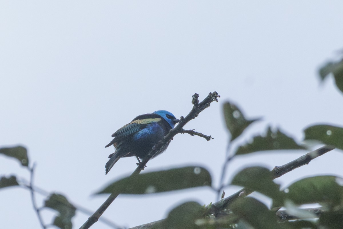 Tangara Cabeciazul - ML620171826