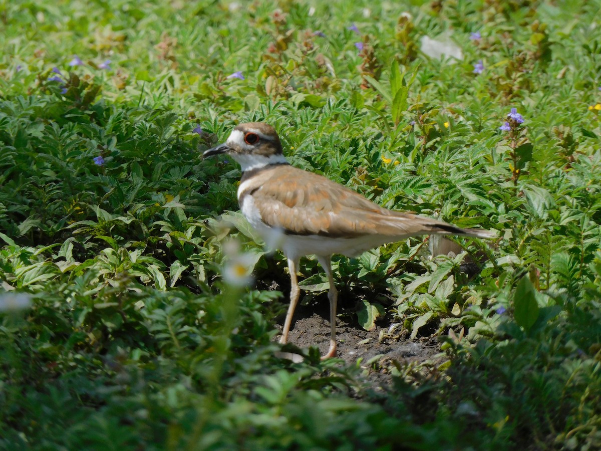 Killdeer - ML620171835