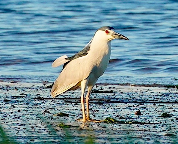 Black-crowned Night Heron - ML620171844