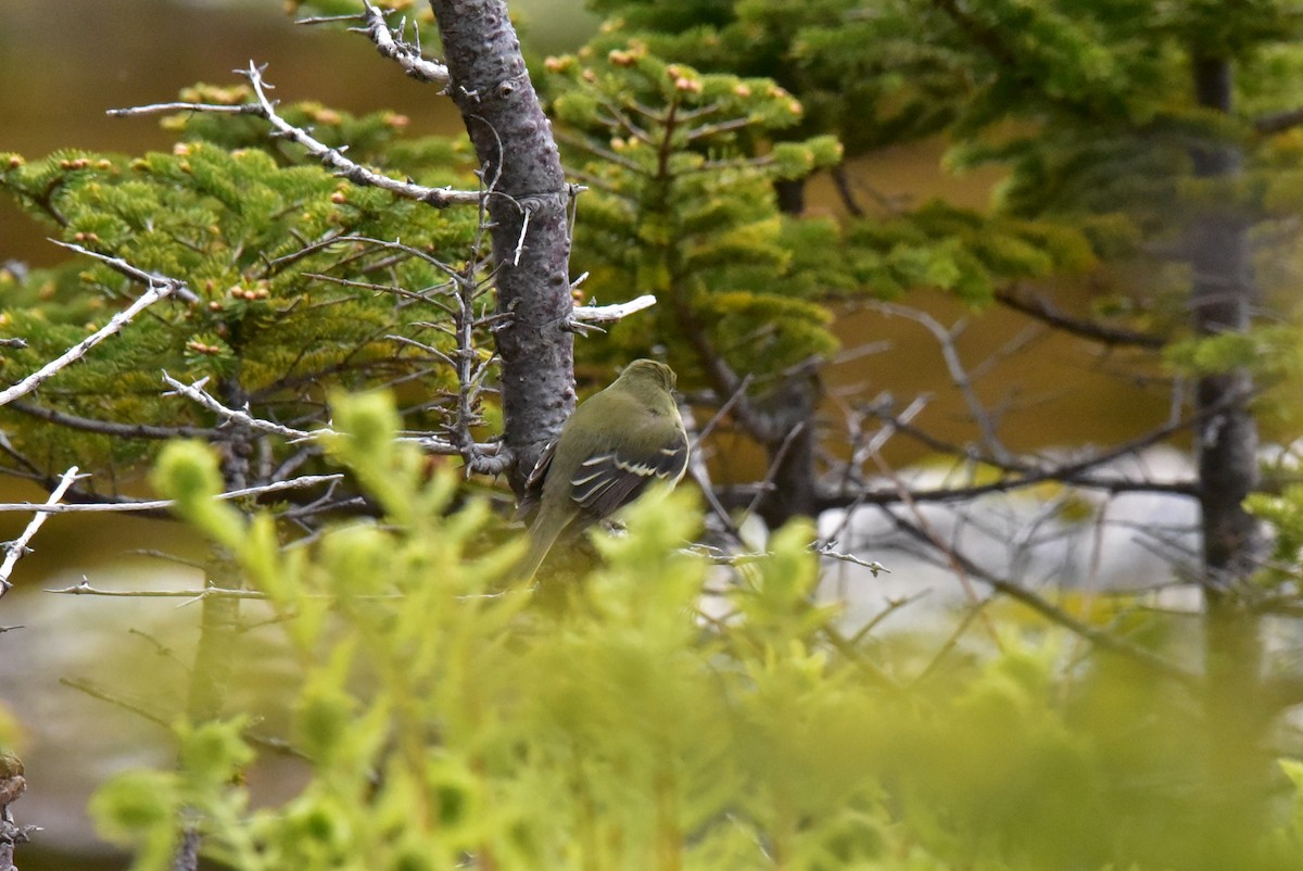 Yellow-bellied Flycatcher - ML620171848