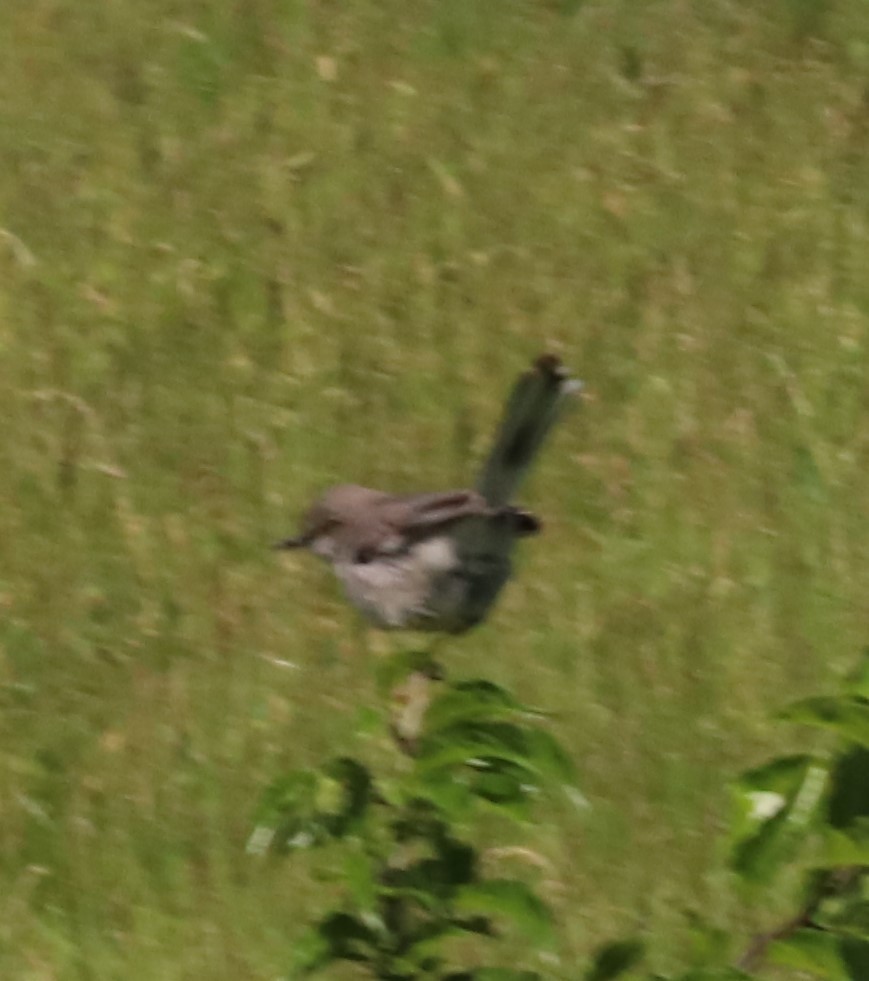 Northern Mockingbird - ML620171849