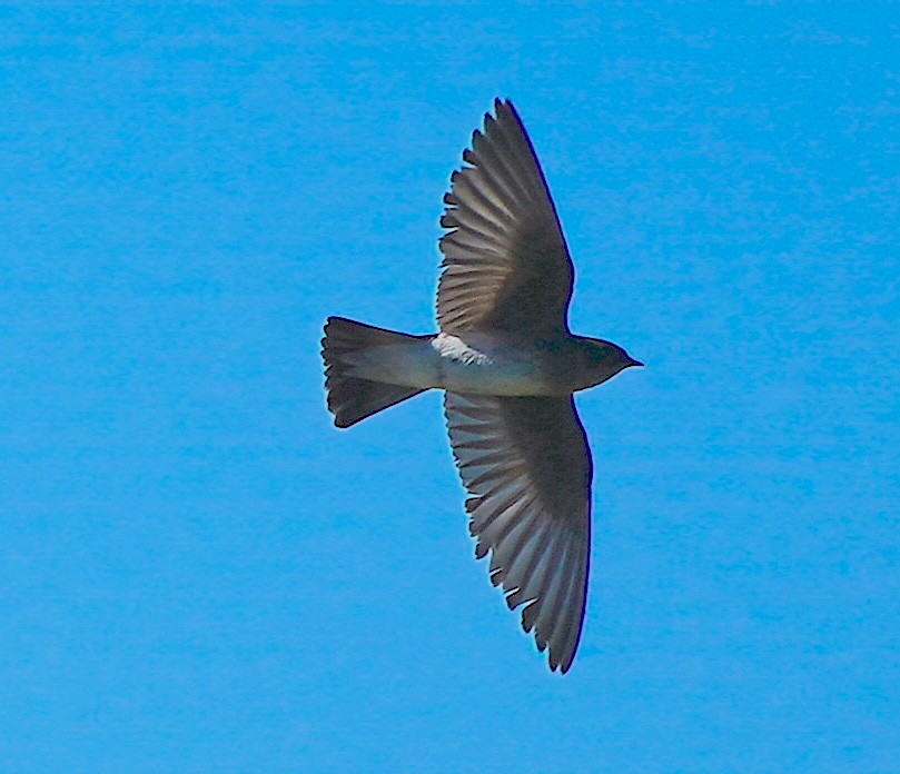 Northern Rough-winged Swallow - ML620171858