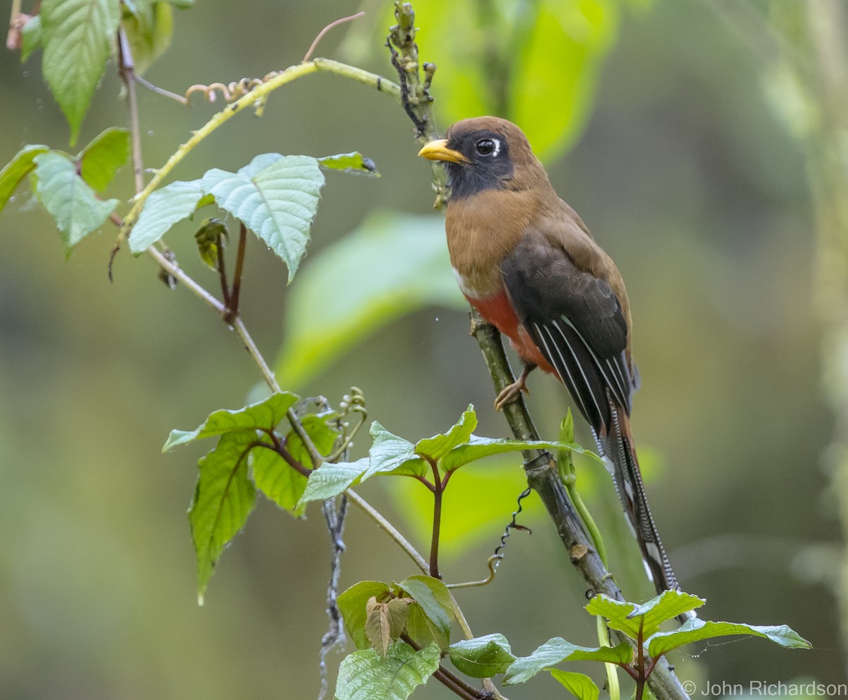 Masked Trogon - ML620171867