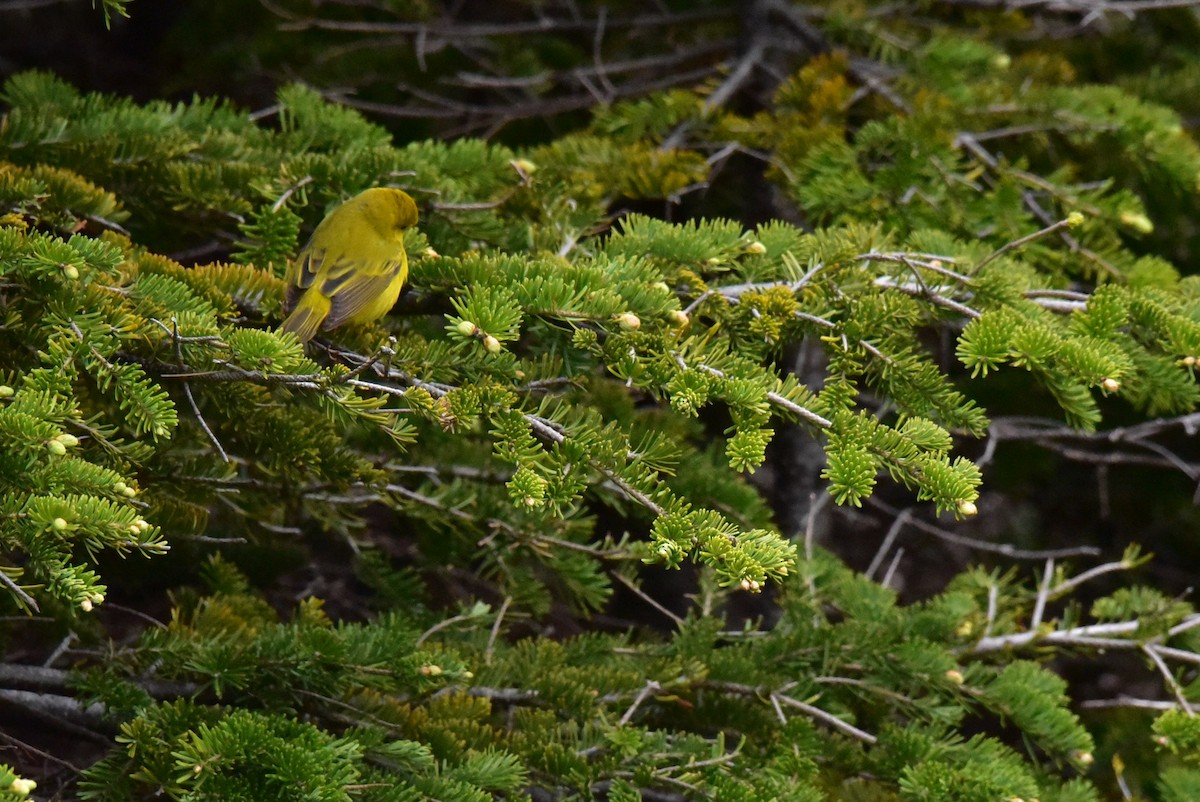 Yellow Warbler - ML620171868