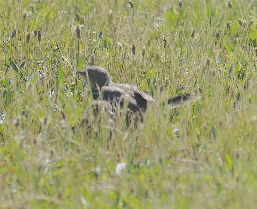 Northern Mockingbird - ML620171872