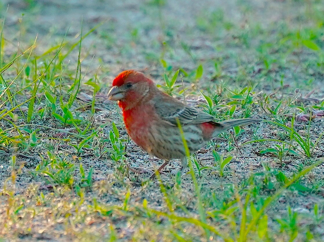 House Finch - ML620171878