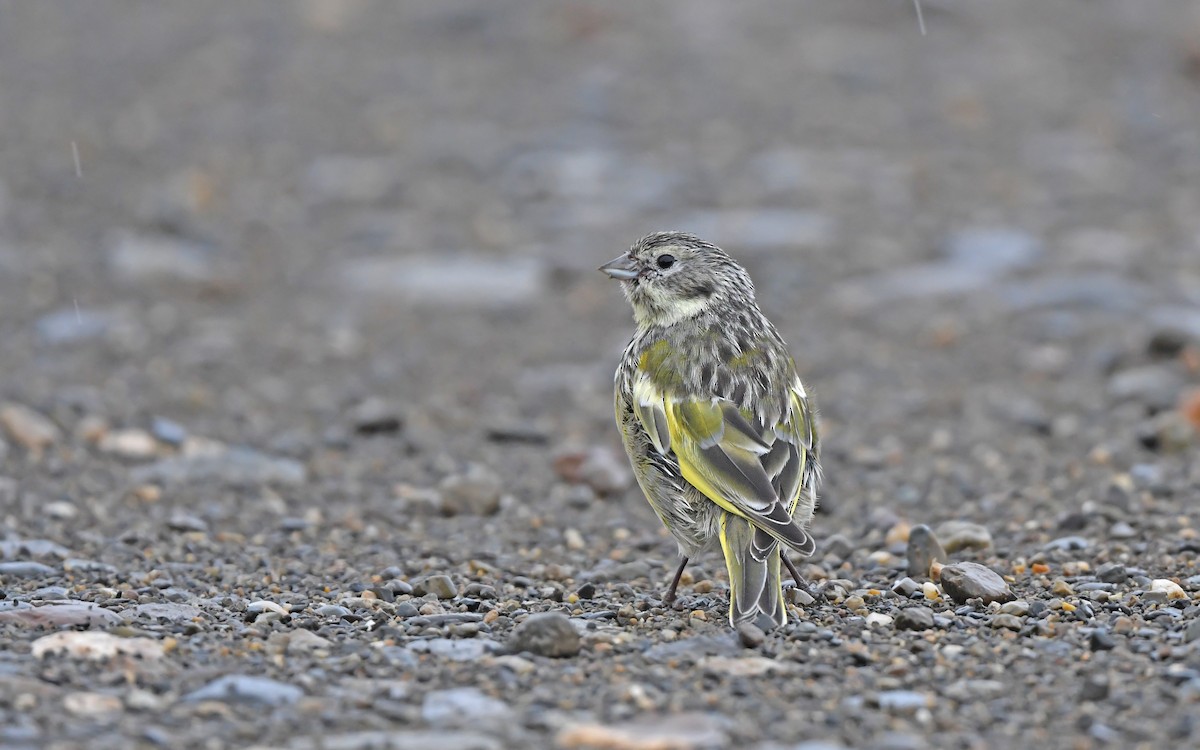 White-bridled Finch (Fuegian) - ML620171879