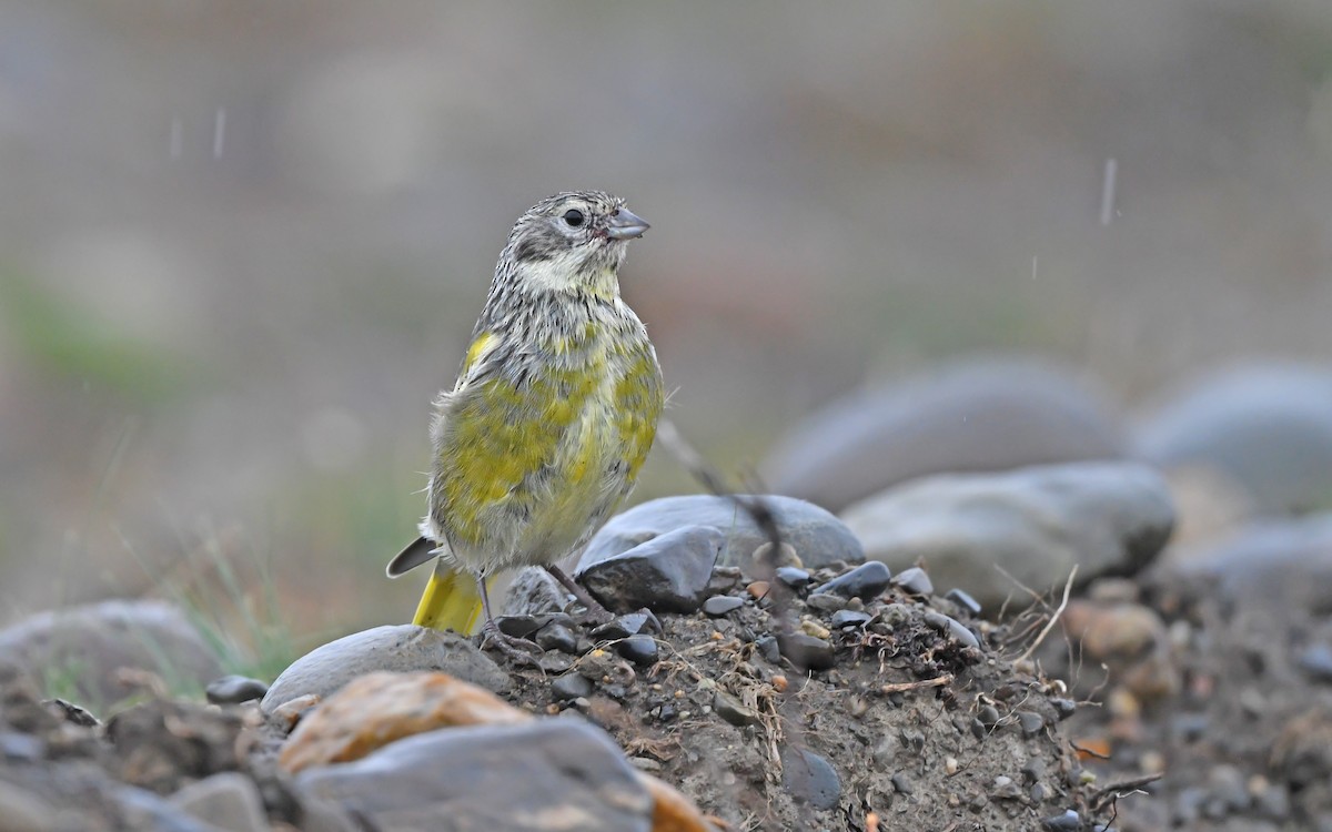 White-bridled Finch (Fuegian) - ML620171880