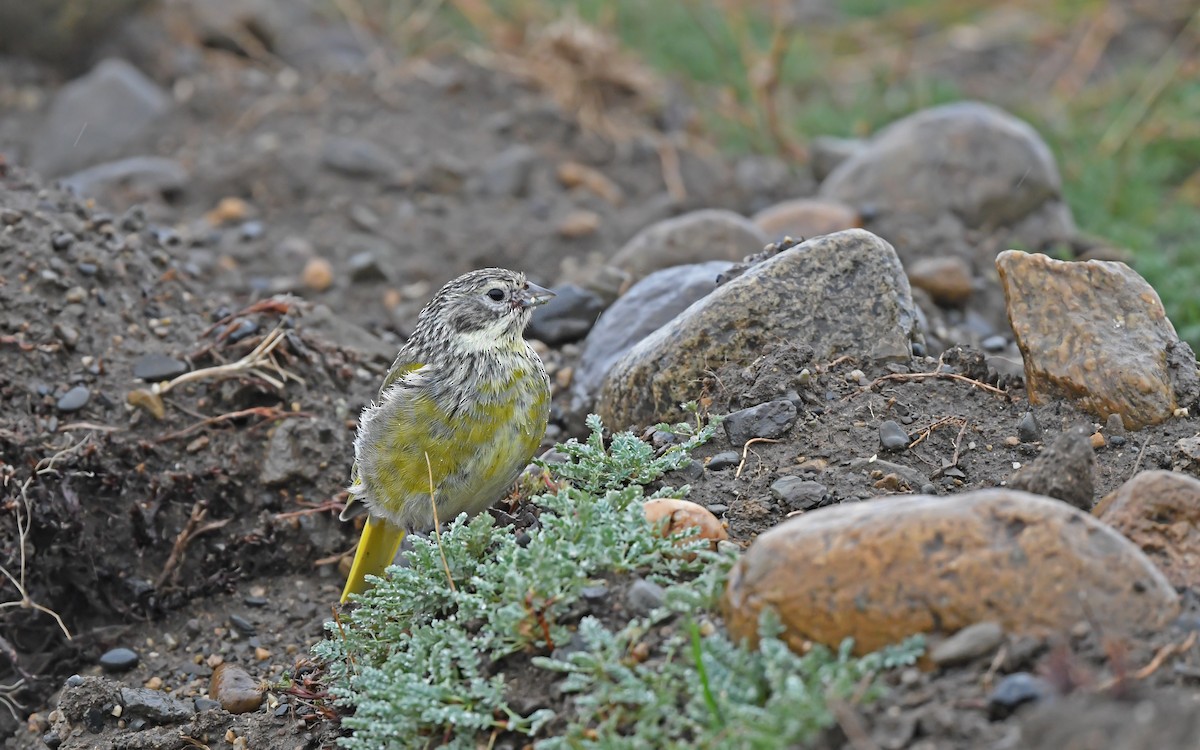 White-bridled Finch (Fuegian) - ML620171881