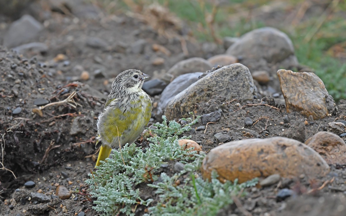 White-bridled Finch (Fuegian) - ML620171884