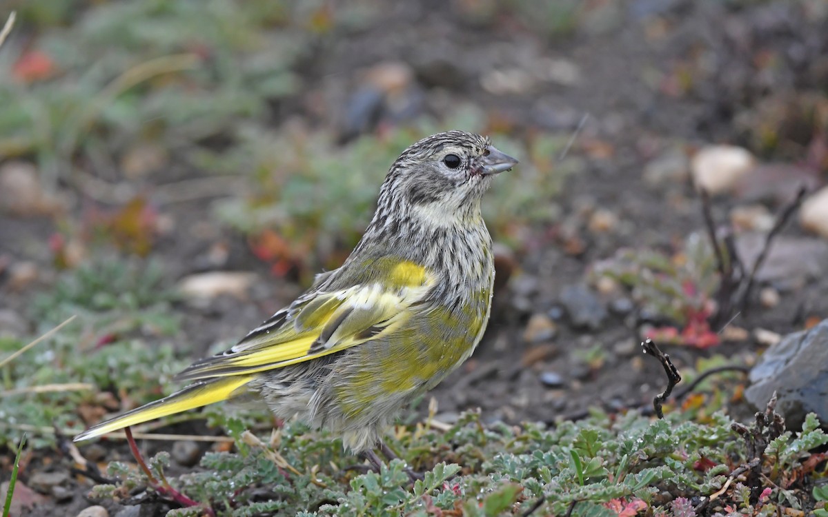 White-bridled Finch (Fuegian) - ML620171886