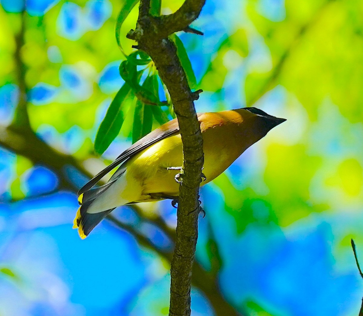 Cedar Waxwing - ML620171888