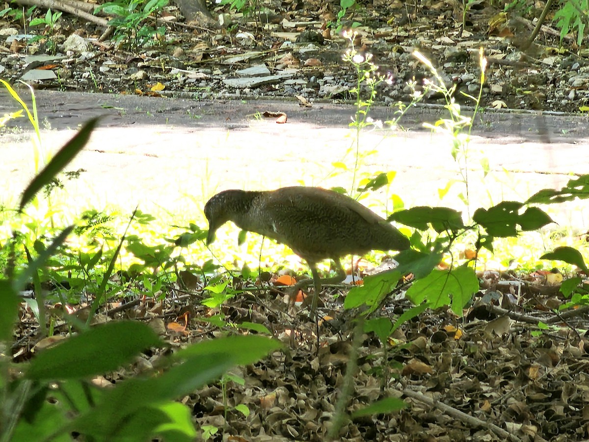 Malayan Night Heron - ML620171895