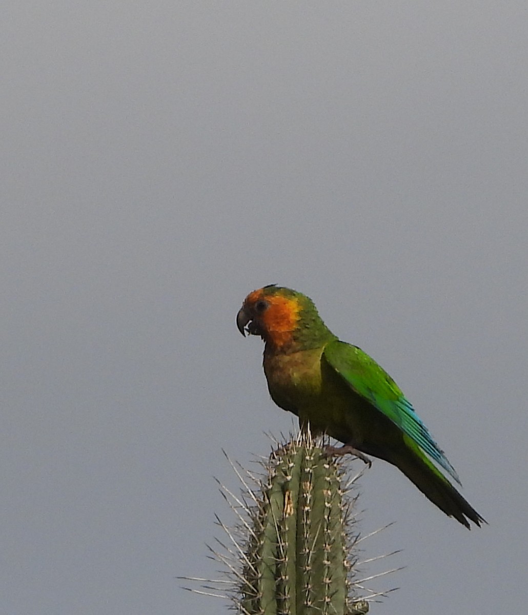 Brown-throated Parakeet - ML620171897