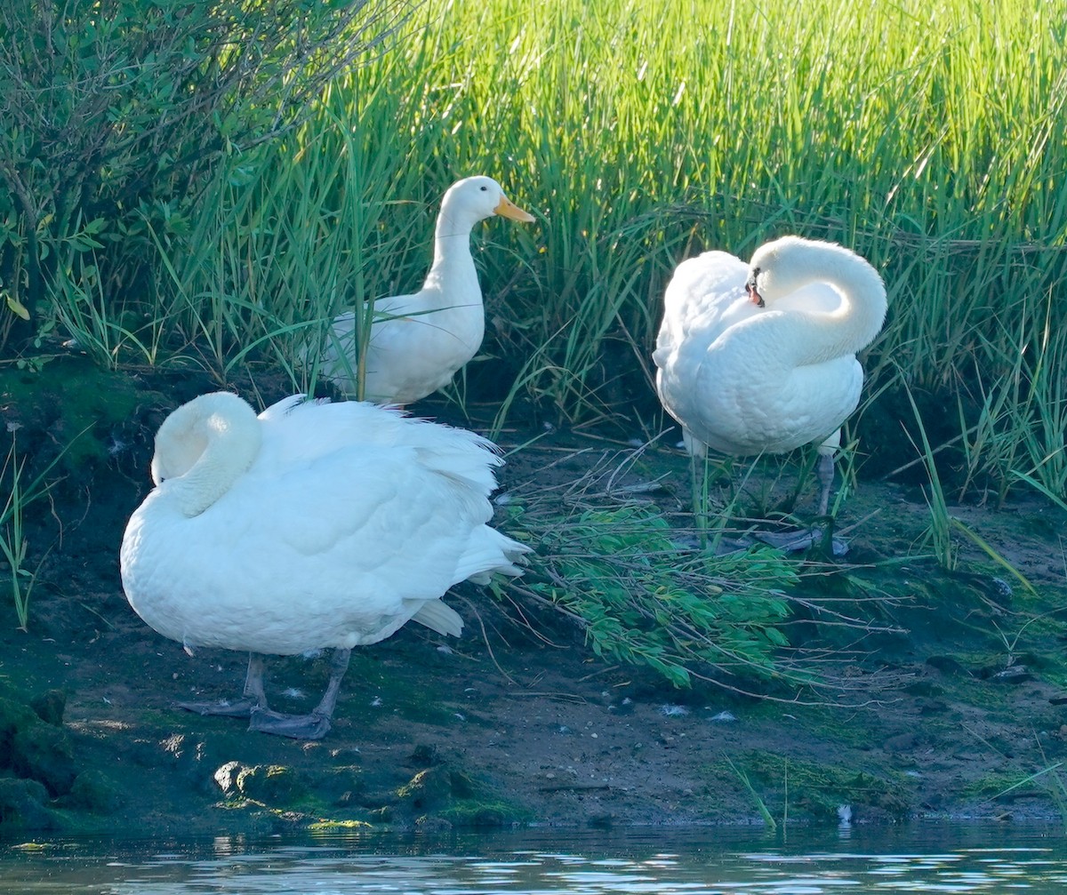 Mute Swan - ML620171908