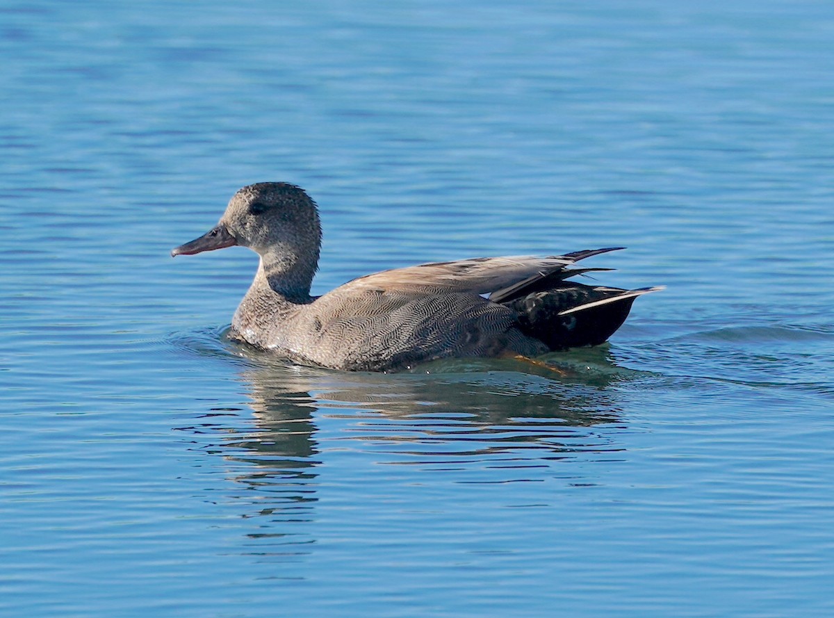 Gadwall - ML620171912