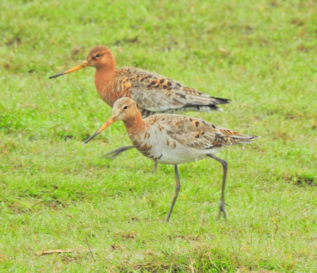 Black-tailed Godwit - Anonymous