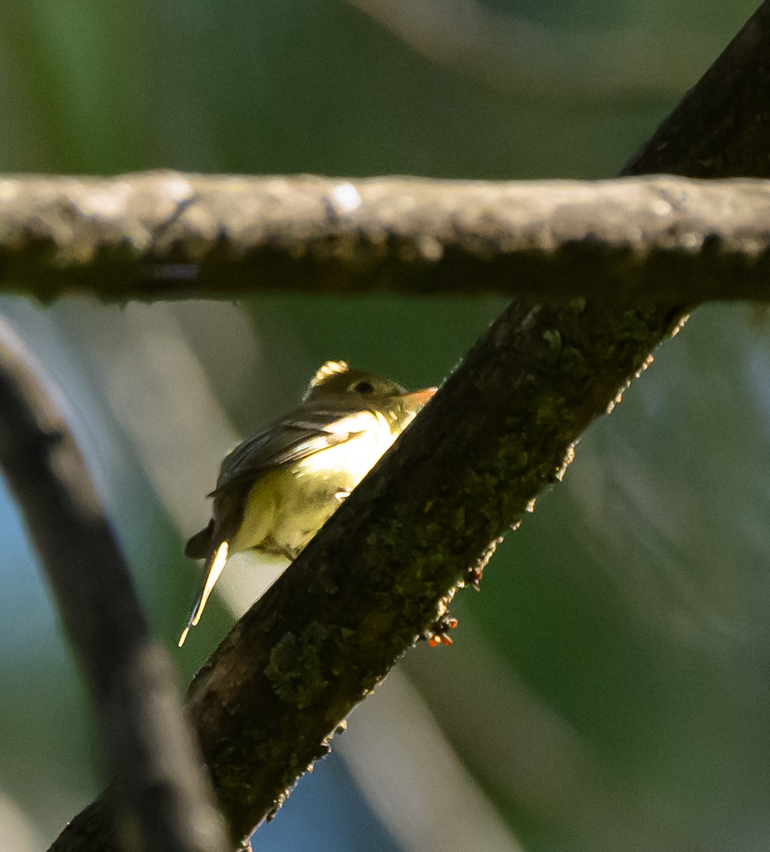 Western Flycatcher (Pacific-slope) - ML620171916