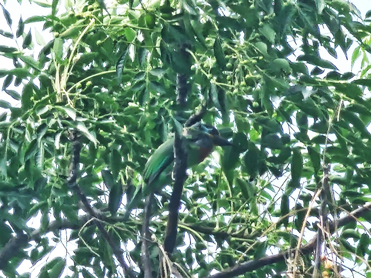 Taiwan Barbet - ML620171917