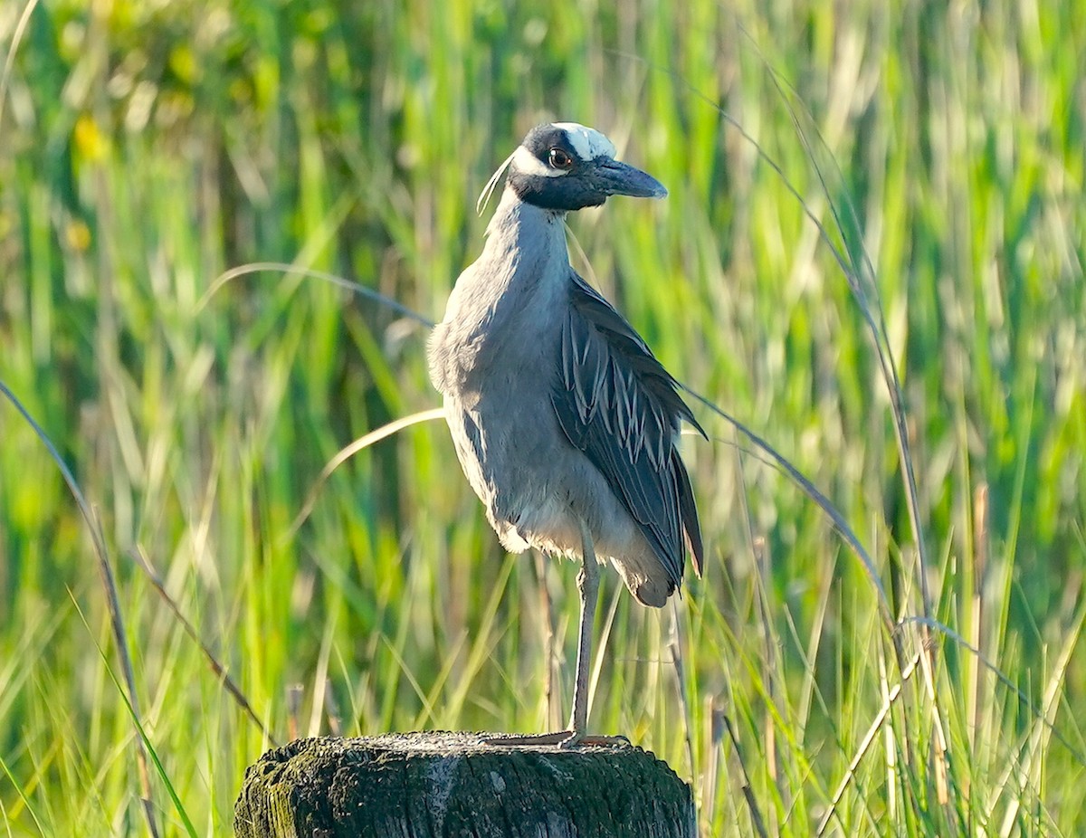 Yellow-crowned Night Heron - ML620171926