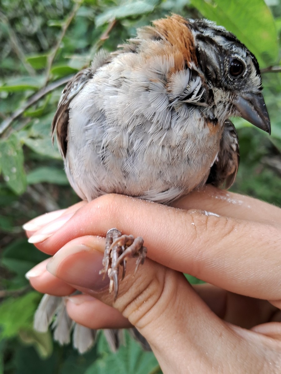 Rufous-collared Sparrow - ML620171928