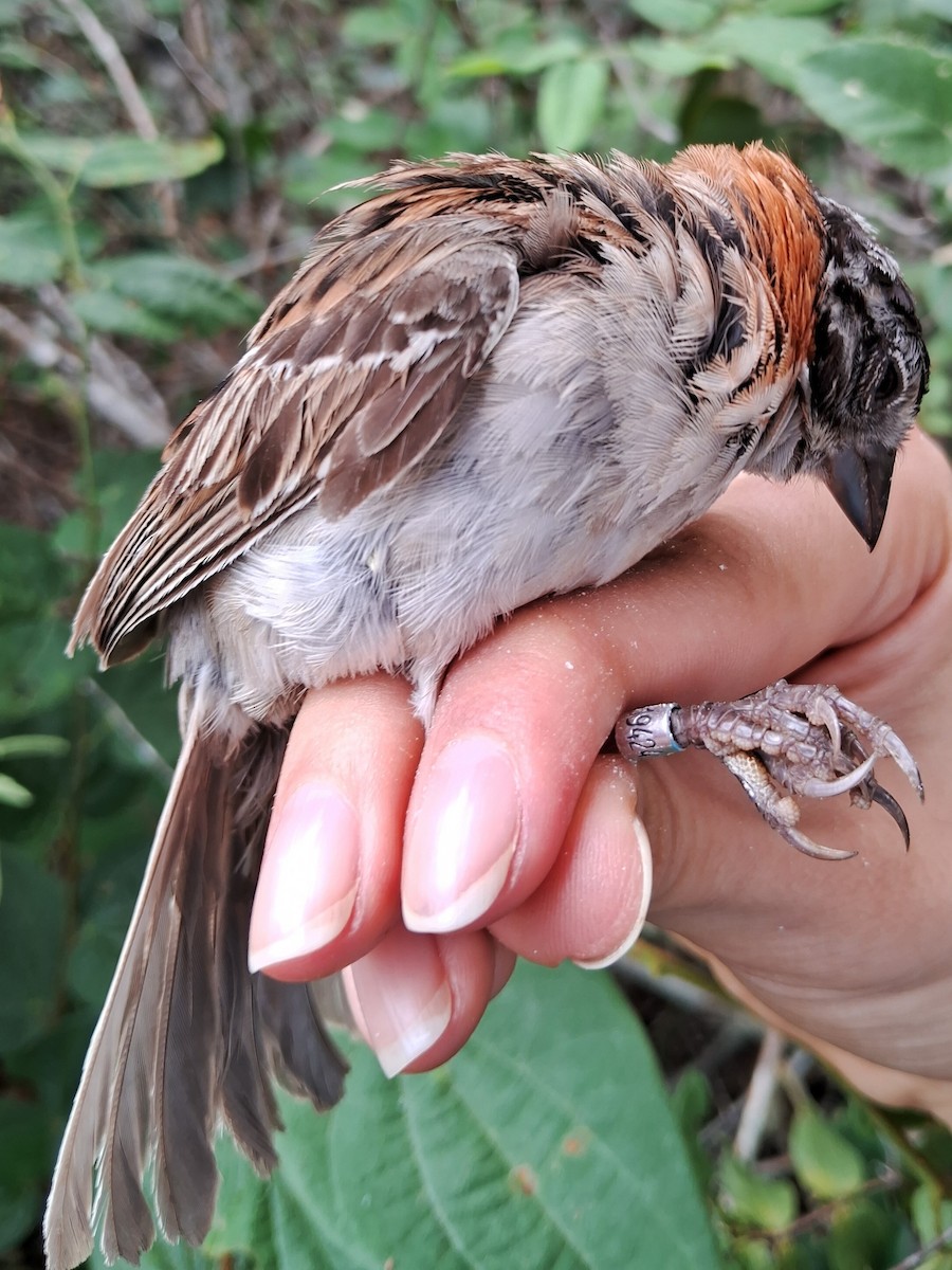 Rufous-collared Sparrow - ML620171929
