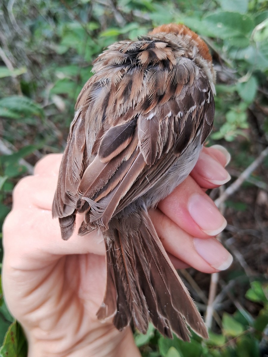 Rufous-collared Sparrow - ML620171930