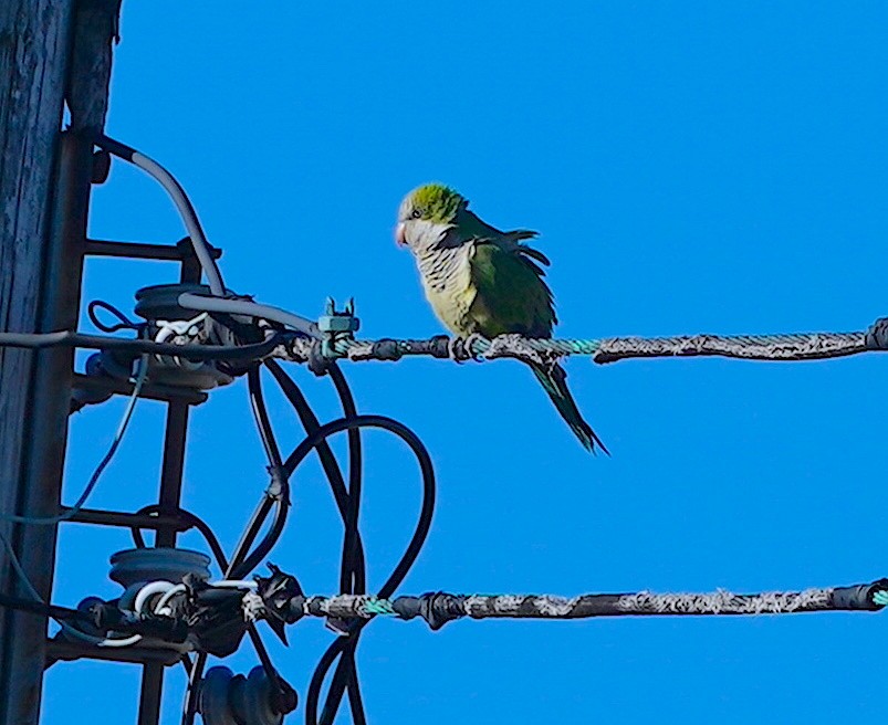 Monk Parakeet - ML620171937