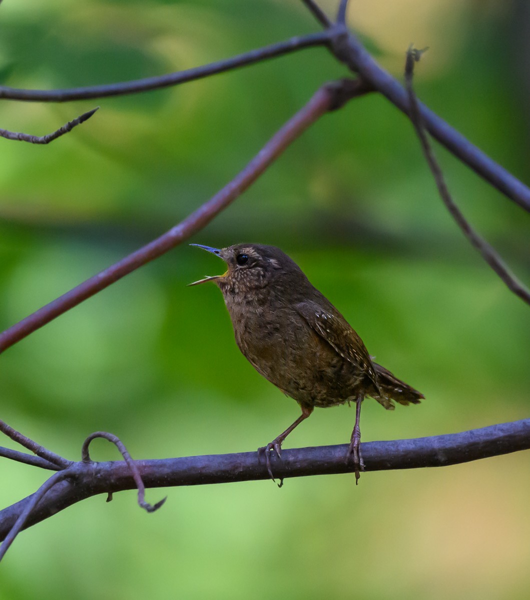 Pacific Wren - ML620171944