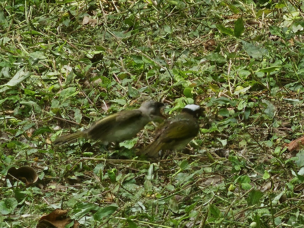 Light-vented Bulbul - ML620171973