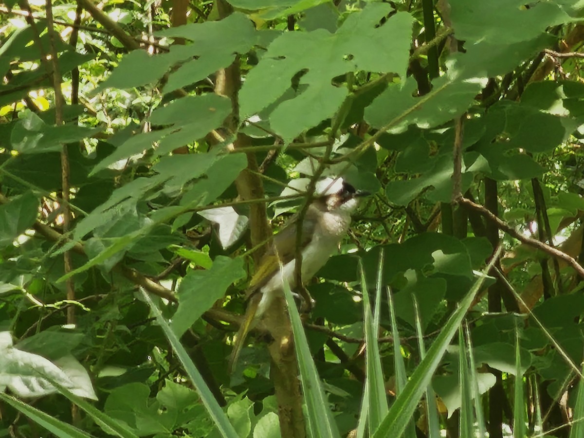 Light-vented Bulbul - ML620171974