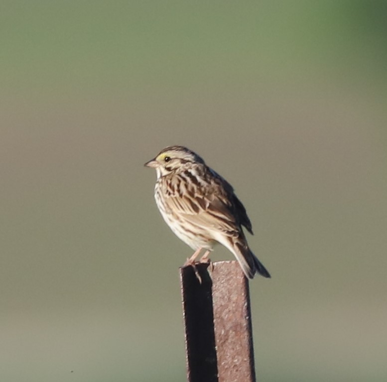 Savannah Sparrow - ML620171975