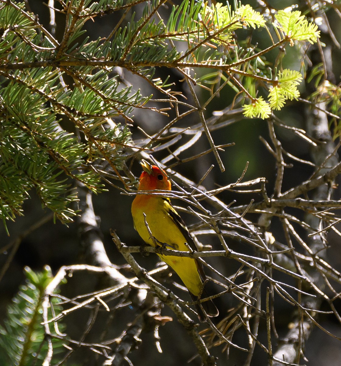 Western Tanager - ML620171979