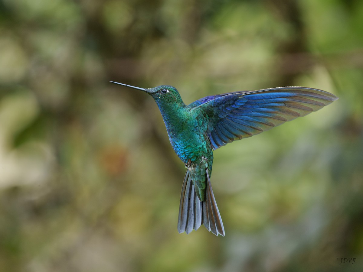 Blauflügelkolibri - ML620171984