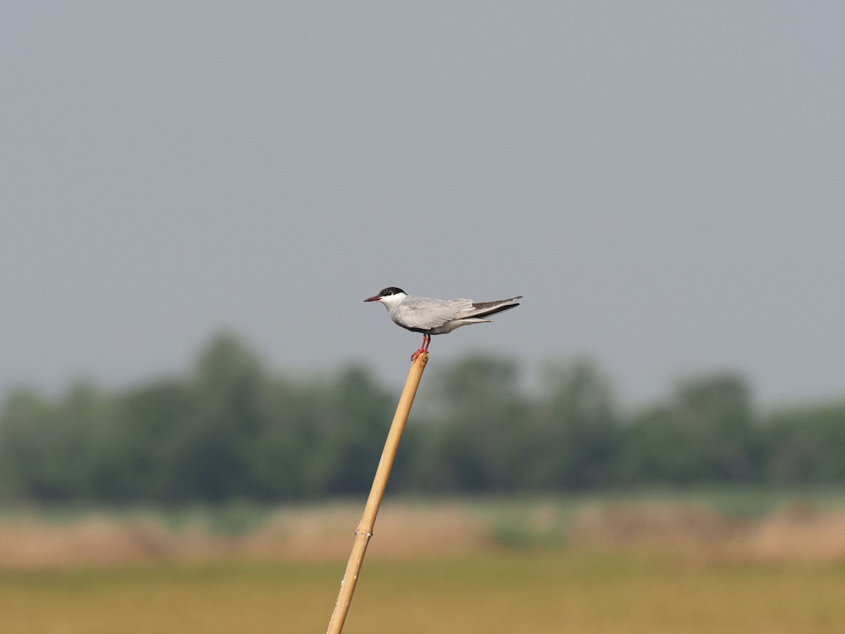 Whiskered Tern - ML620171996