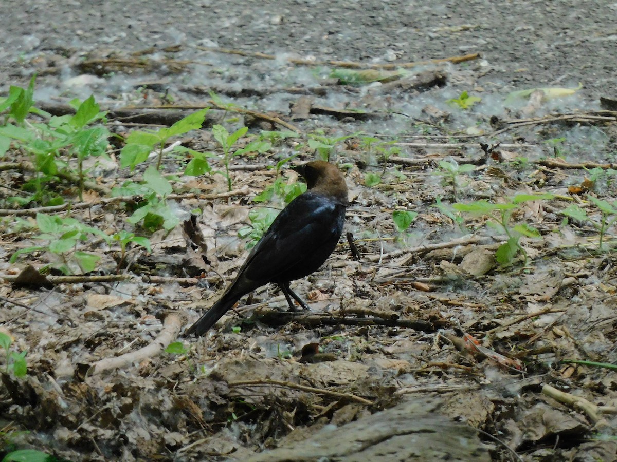 Brown-headed Cowbird - ML620172005