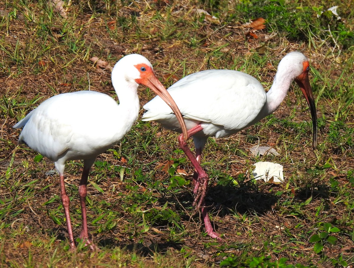 ibis bílý - ML620172007