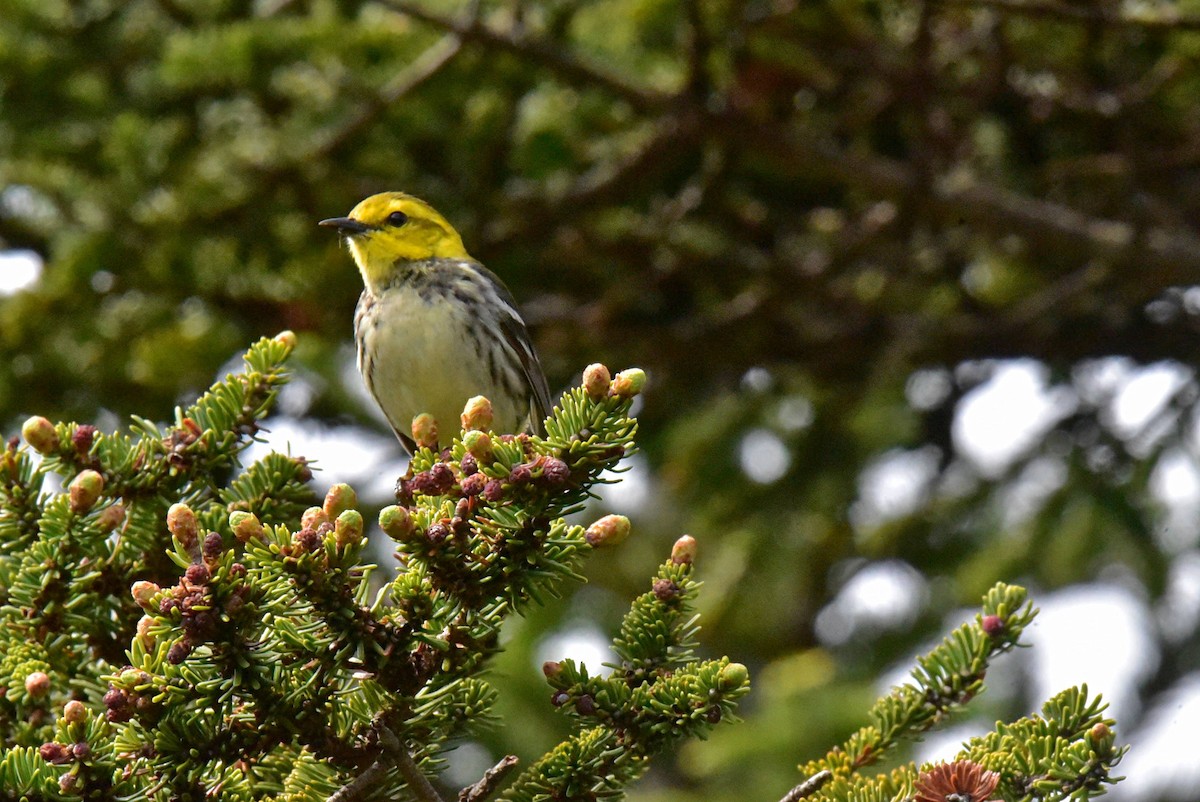 Black-throated Green Warbler - ML620172010