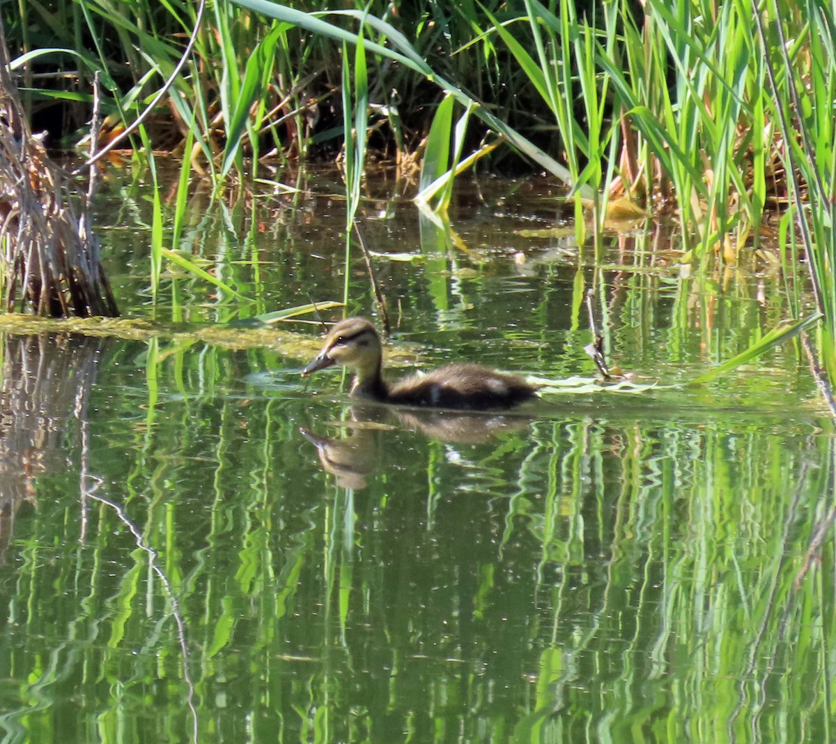 Canard colvert - ML620172011