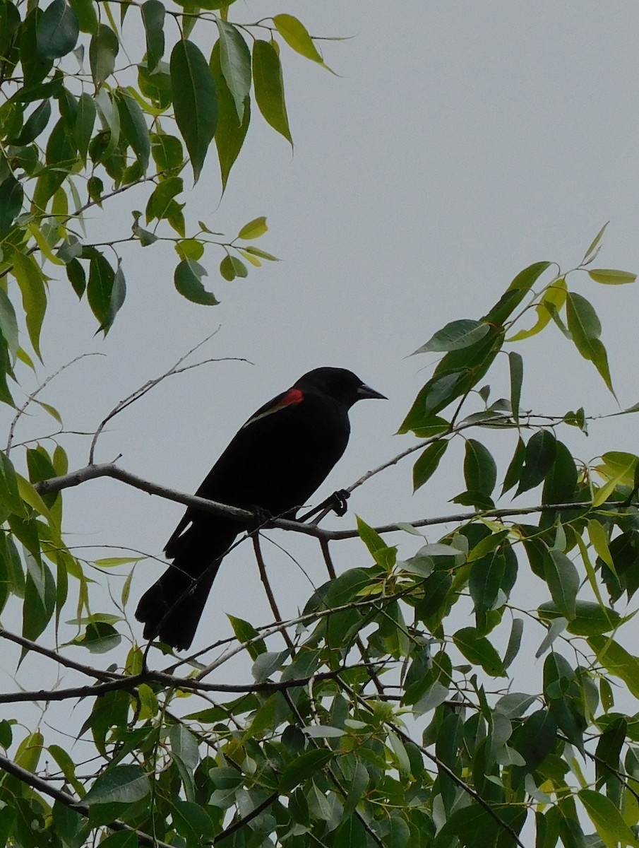 Red-winged Blackbird - ML620172015