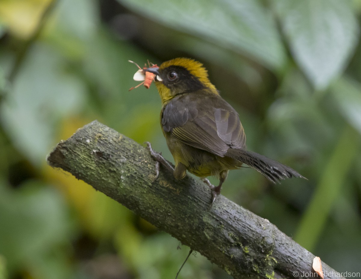 Tricolored Brushfinch - ML620172017