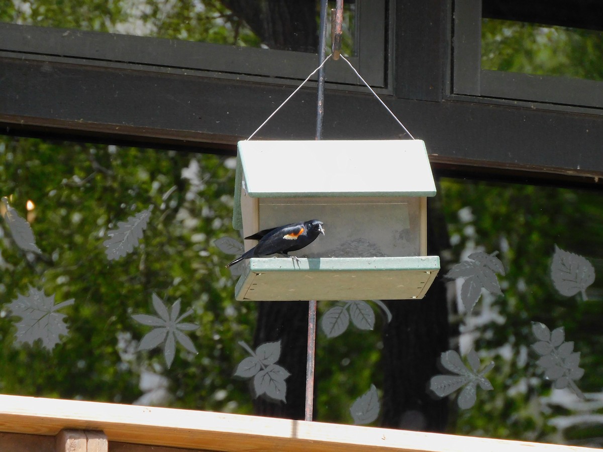 Red-winged Blackbird - ML620172018